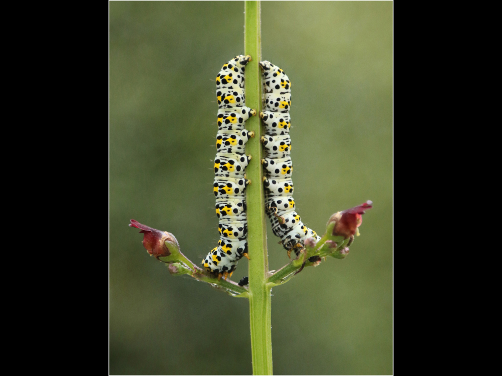 1st This is my stem by Gaynor Goss